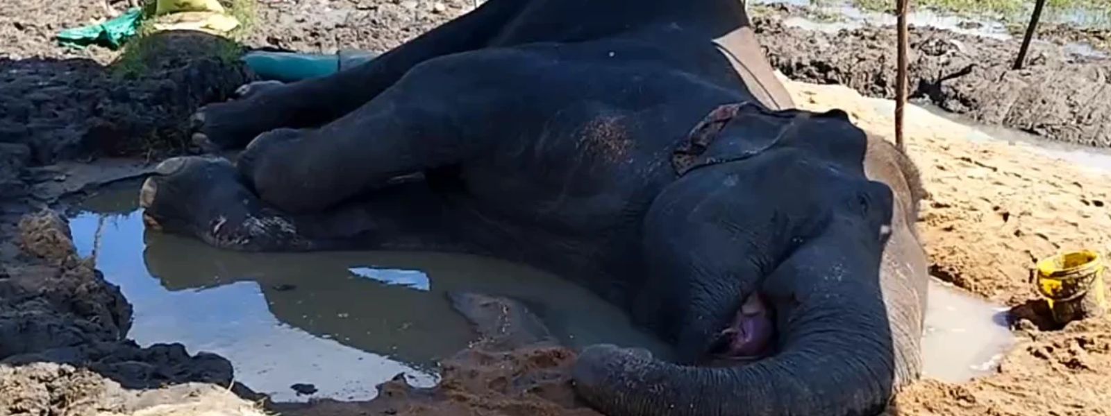 Joint Operation Underway to Treat Sick Elephant